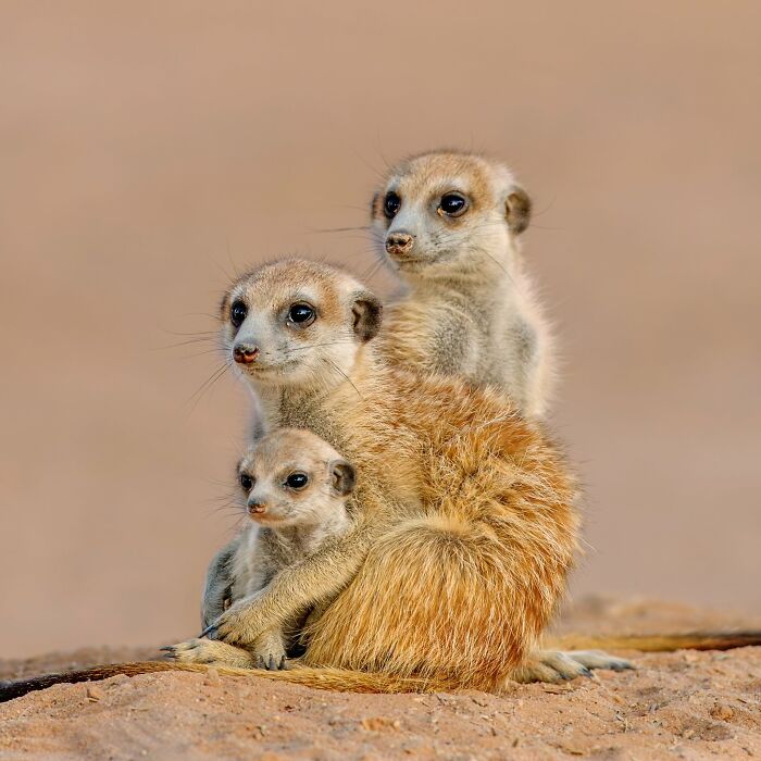 40 Amazing Animal Photos That Prove Nature And Pets Never Run Out Of Surprises