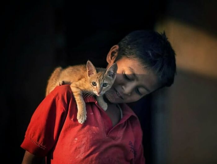“The Secret Lives Of India’s Street Cats”: 24 Heartwarming Photos That Turn Everyday Felines Into Unforgettable Stars
