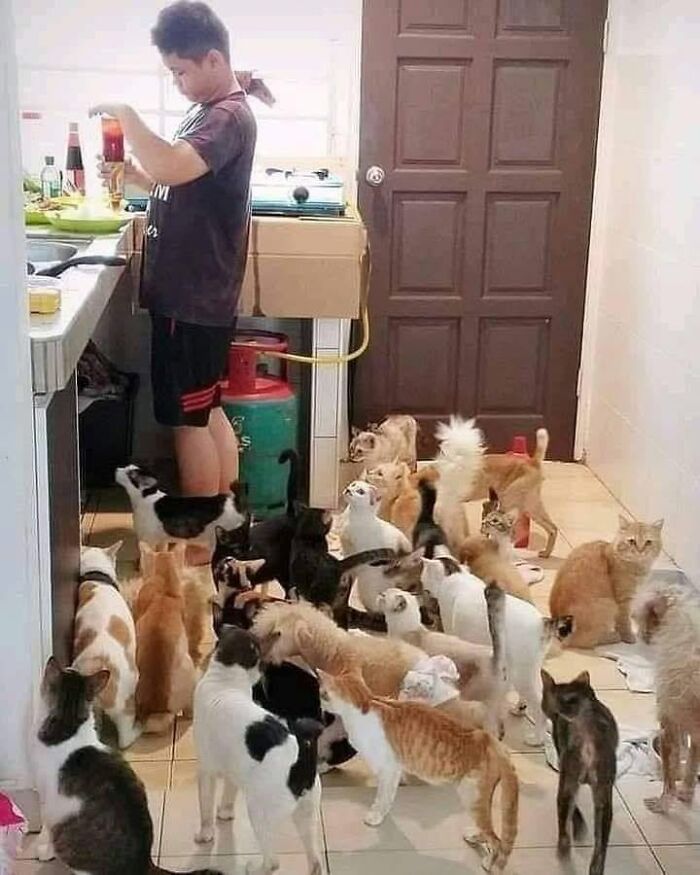 46 Of The Funniest Cat Photos Shared By The Brazilian Facebook Page "What Cats Are These?"