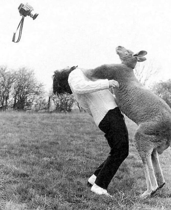 Vintage photo of a person playfully wrestling with a kangaroo in a field. Animals steal the spotlight.