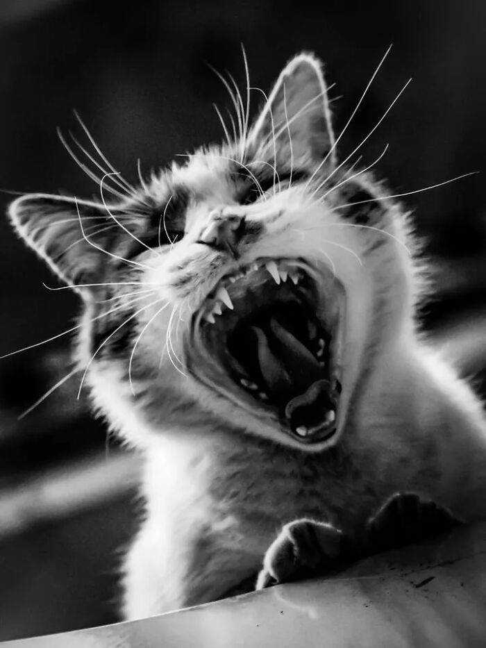 A close-up, perfectly timed street photo of a cat yawning widely, captured by Mehmet Bayram, creating art.