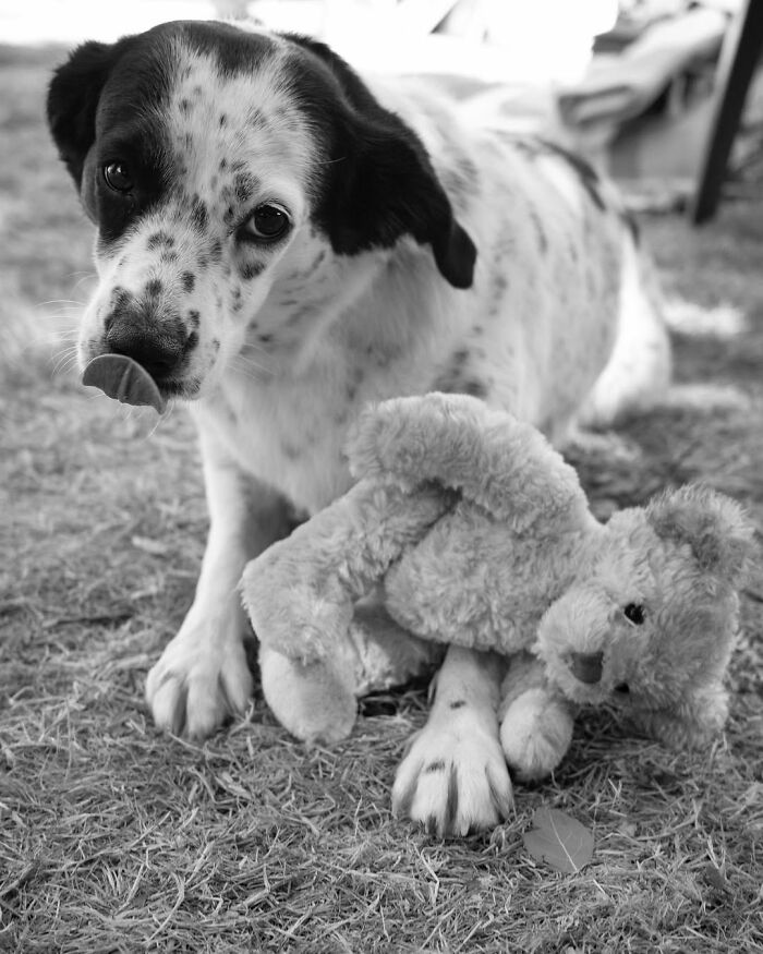 A perfectly timed street photo in Paris shows a spotted dog with a teddy bear, an endearing Paris scene.