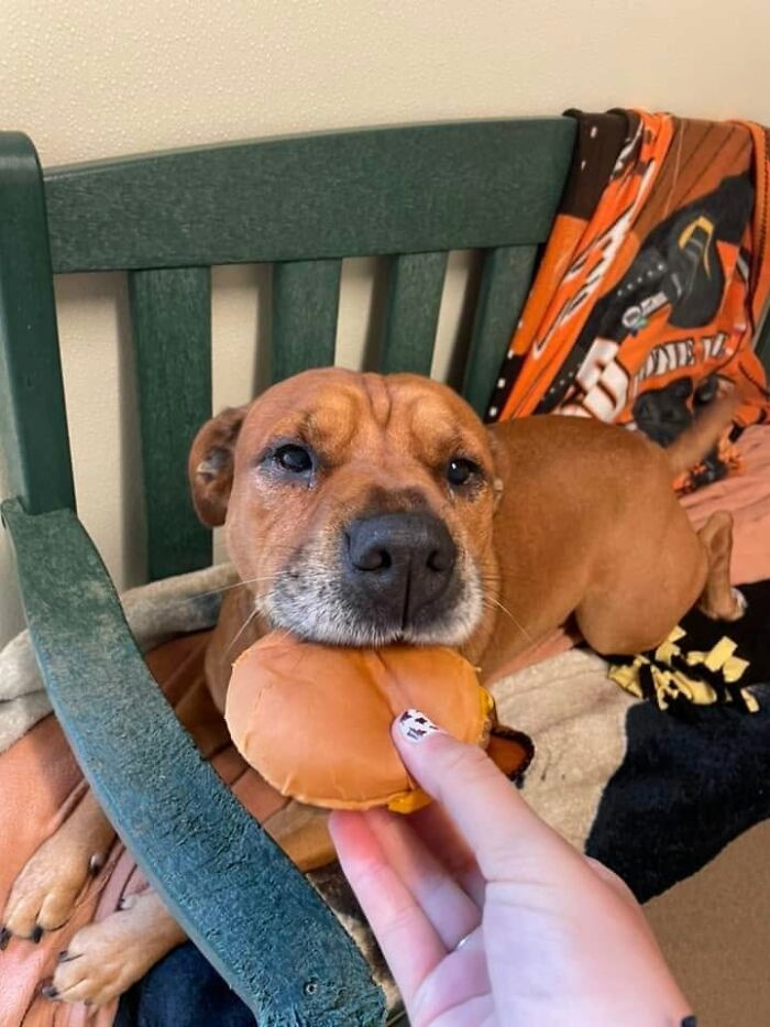 A brown dog from the shelter lies on a blanket, gently taking a hamburger from a hand.