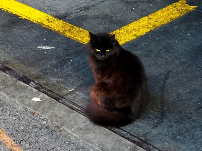 A black cat with glowing eyes sits on asphalt with yellow markings, captured by Tittu Shaji Thomas.