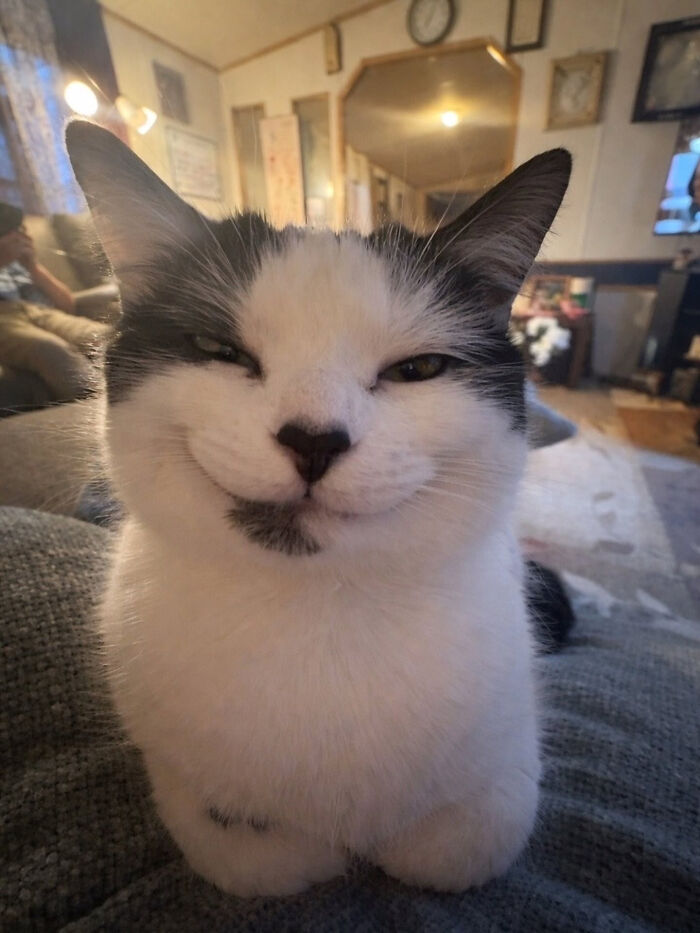 A black and white cat makes a funny face, perfect for cat memes from Sweetcatclub.