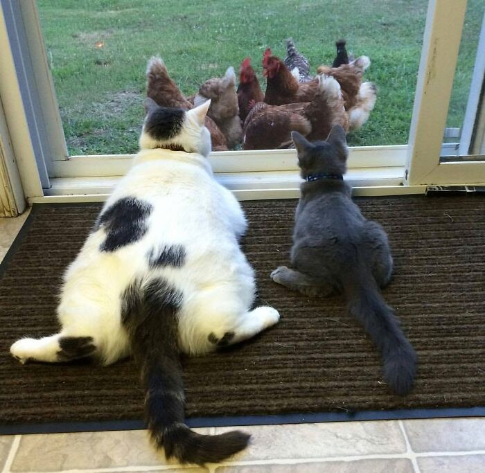 Two delightful cat pics: a large white cat and a tiny kitten watching chickens through a glass door.