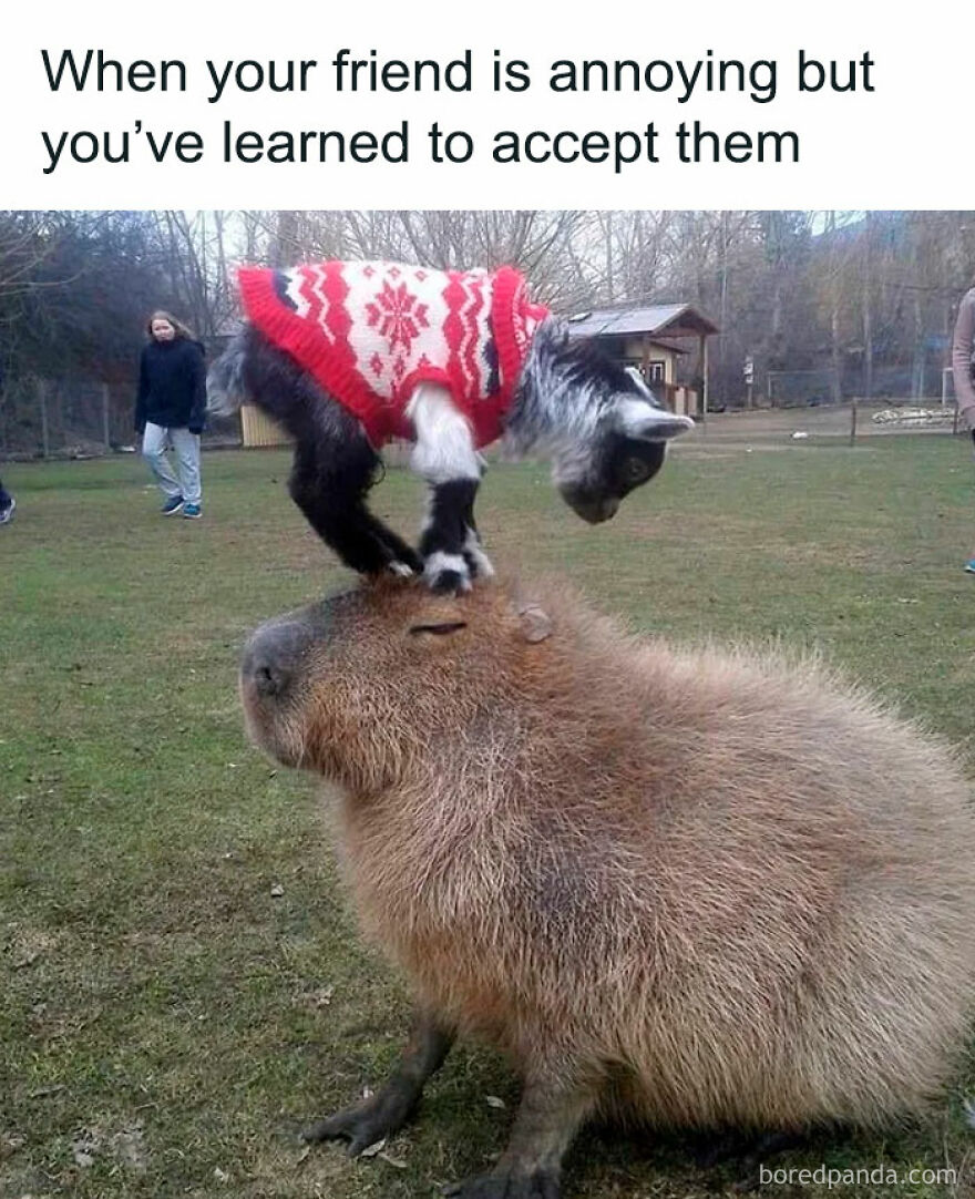 Goat in a sweater standing on a calm capybara animal meme