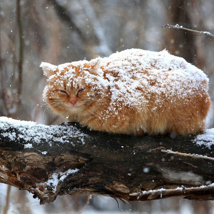 40 Amazing Animal Photos That Prove Nature And Pets Never Run Out Of Surprises