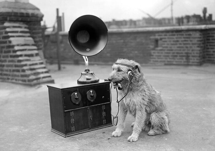 A vintage photo showing a dog wearing headphones, listening to a radio, highlighting how animals steal the spotlight.