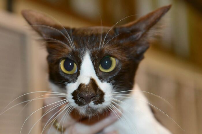 A close-up of a brown and white cat with large, expressive yellow eyes and prominent whiskers, a funny face.