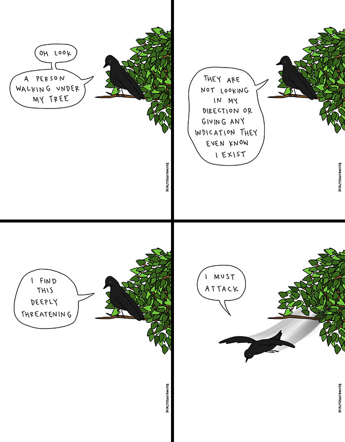 A comic strip showing a crow observing a person walking under its tree, feeling threatened, and deciding to attack, a funny ordinary situation.