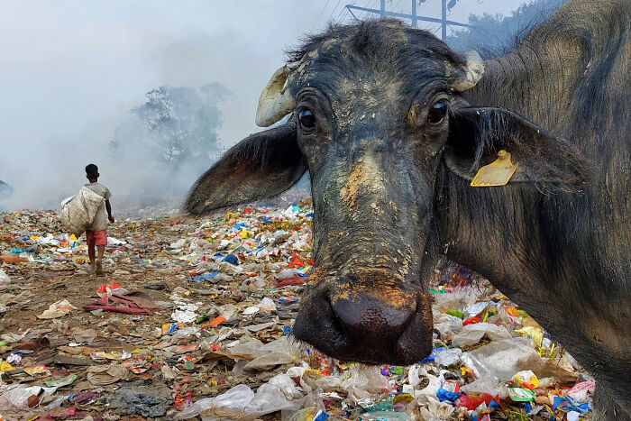 Environment, 2nd Place: Struggle To Survive In The Rubbish Heap By Debarun Biswas