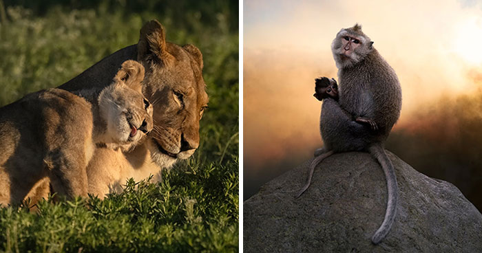 50 Wildlife Photos From Nature Photo Awards 2026 That Capture Nature At Its Most Unexpected