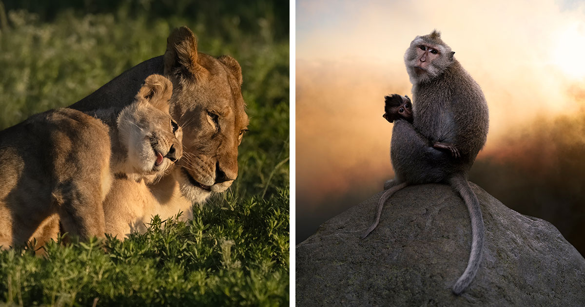 50 Spectacular Wildlife Photos From Nature Photo Awards 2026 That Caught The Judge Attention