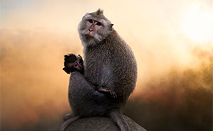 Nature Photo Awards 2026: 50 Spectacular Photos That Show Animals In Their Wildest Moments