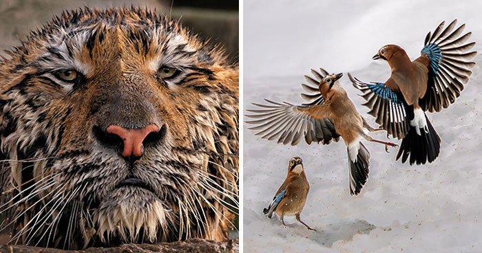 44 Breathtaking Nature Photos That Stood Out At The 2026 Academy Photo Awards