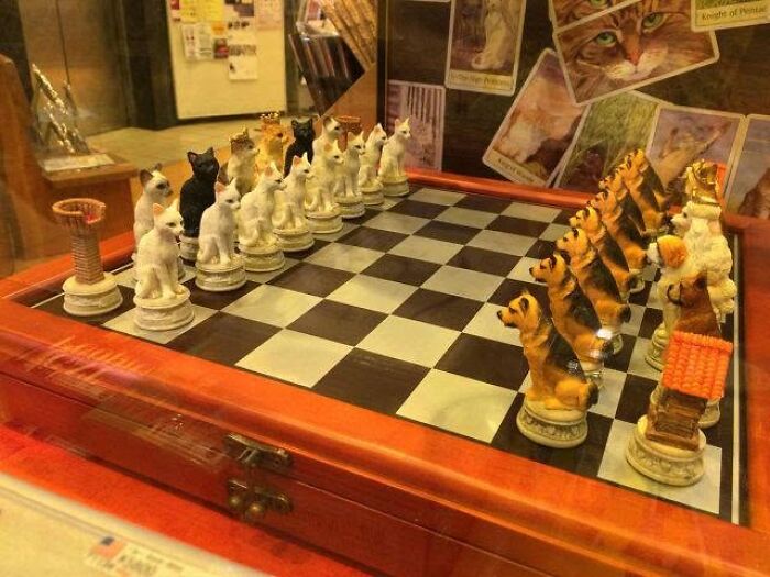A unique chess set featuring cat pieces versus dog pieces, part of delightful cat pics.