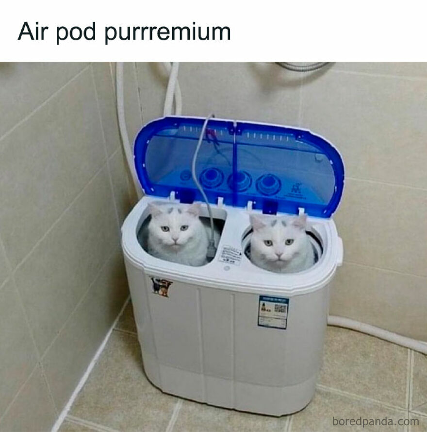 Two white cats sitting inside a mini washing machine, resembling Airpods, a funny animal meme.