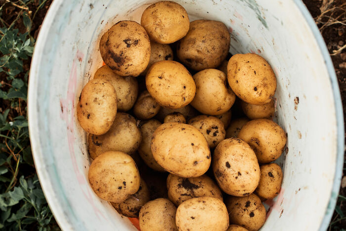 A bucket filled with freshly harvested potatoes with dirt on them. She walked into therapy and walked out without her therapist.