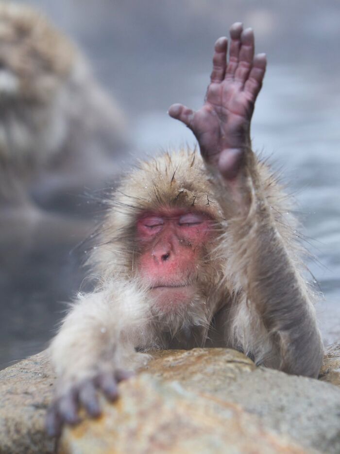 40 Amazing Animal Photos That Prove Nature And Pets Never Run Out Of Surprises