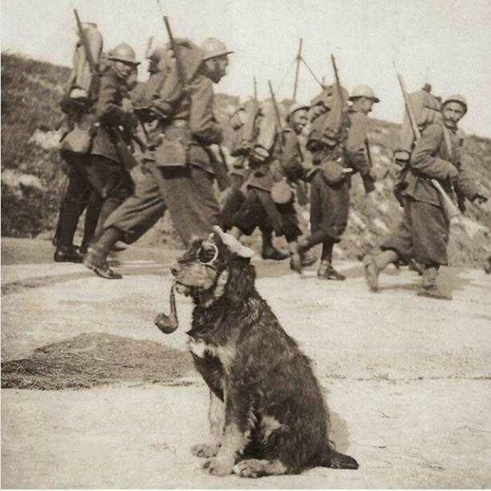 A vintage photo of a dog wearing a hat and holding a pipe, with soldiers in the background, showing animals stealing the spotlight.