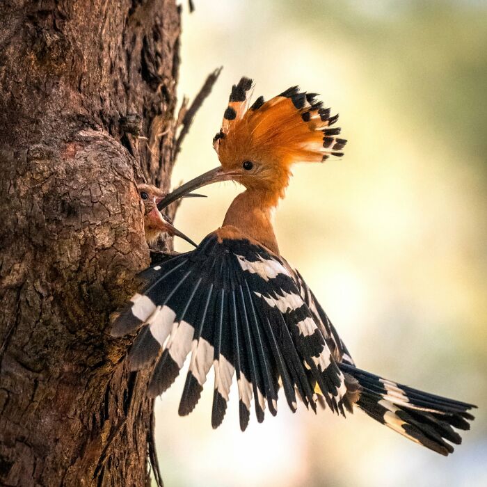 40 Amazing Animal Photos That Prove Nature And Pets Never Run Out Of Surprises