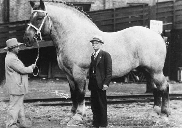 A vintage photo of a man standing next to a very large horse, highlighting animals stealing the spotlight.