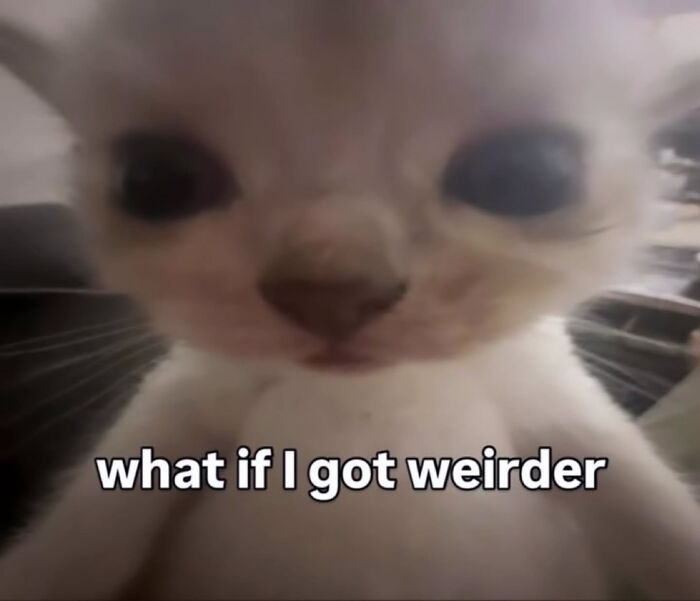 A white cat looking directly at the camera with wide eyes, a sweetcatclub meme asking what if I got weirder.