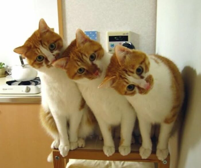Three delightful cat pics of orange and white cats posing together, one with a funny face.