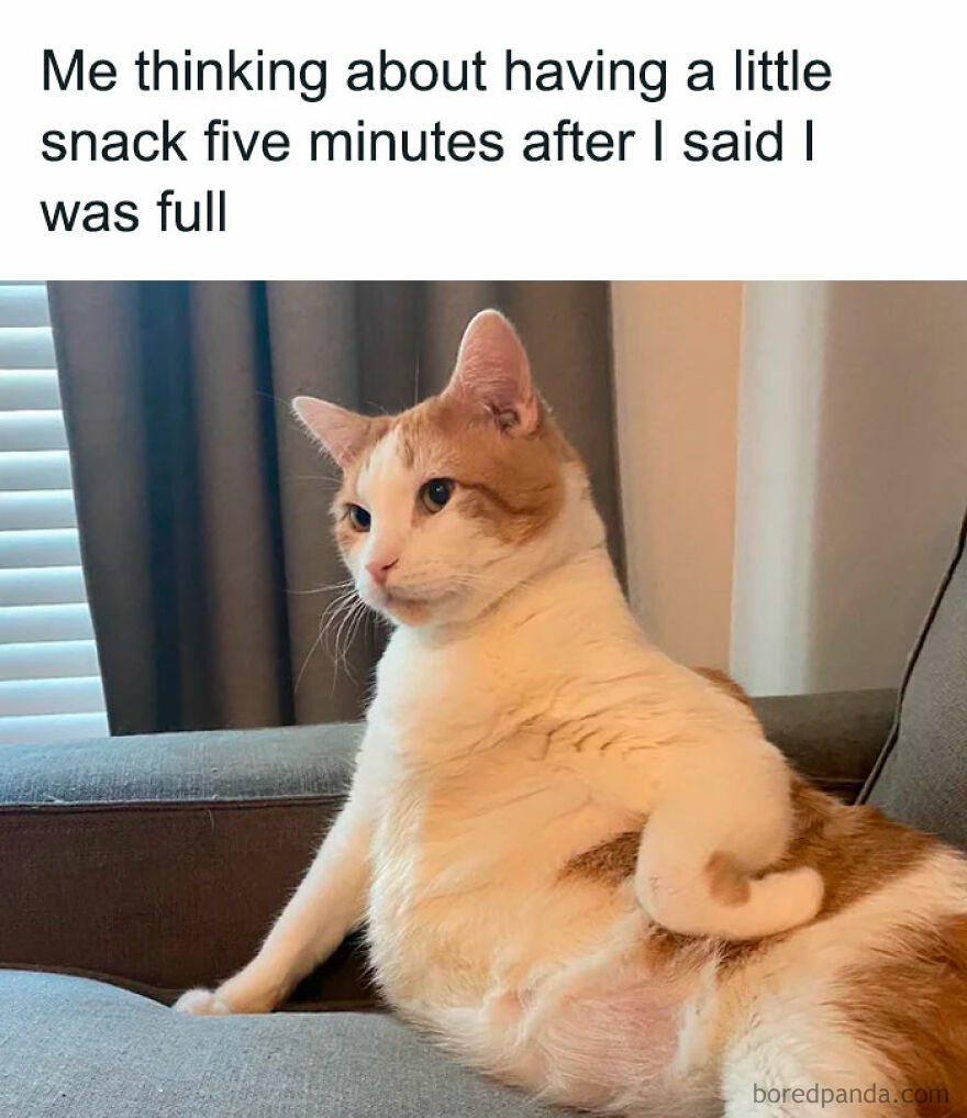 A meme of an animal, a cat, thinking about a snack. Funny animal memes.