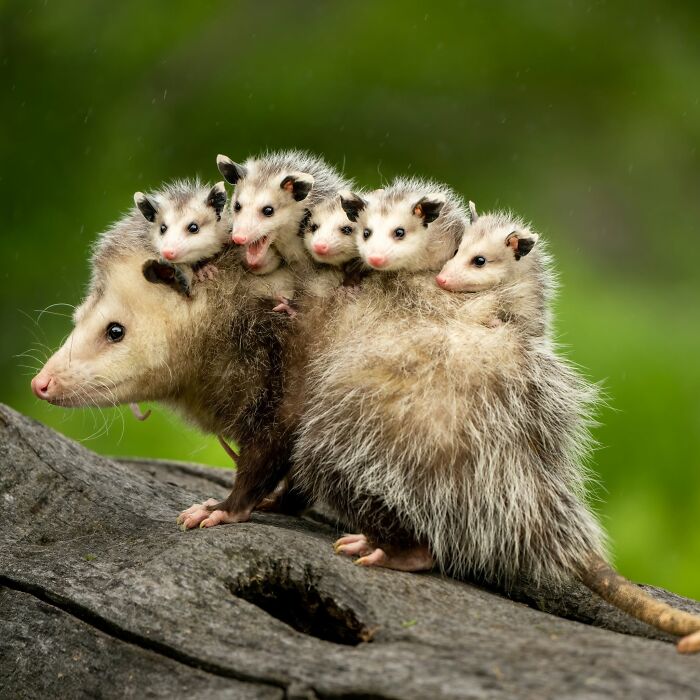 40 Amazing Animal Photos That Prove Nature And Pets Never Run Out Of Surprises