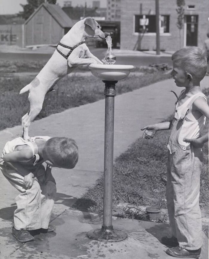 A vintage photo of a boy helping a dog drink from a water fountain, showcasing animals stealing the spotlight.