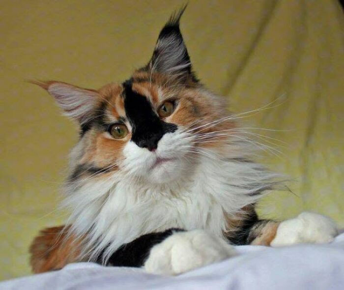 A beautiful calico cat with long fur and prominent ear tufts, showcasing beautiful colors.