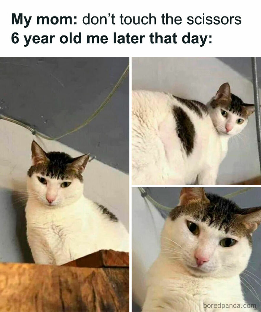 A meme of an animal, a cat, with a bad haircut. Funny animal memes.