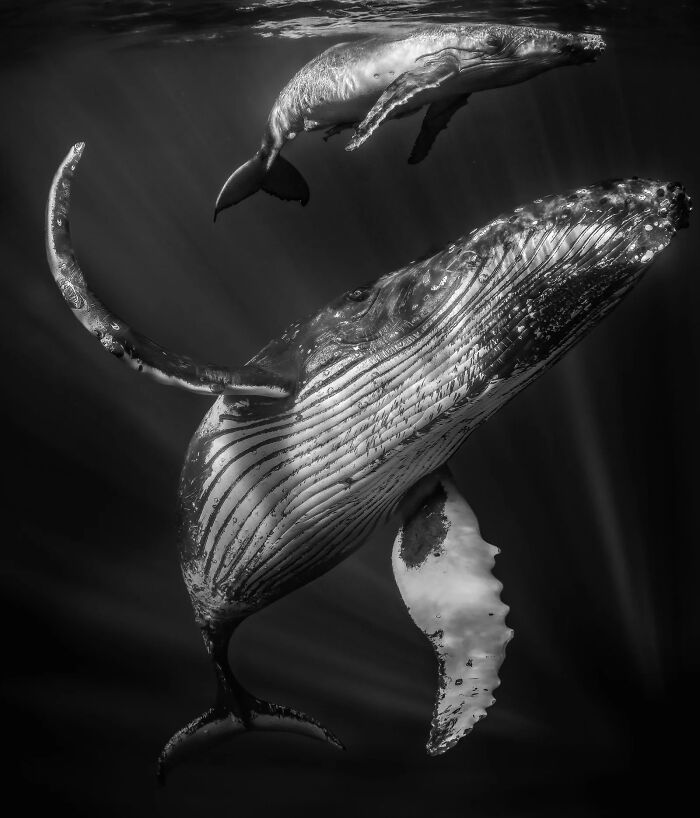 Two majestic whales swimming gracefully underwater, captured in a striking black and white photograph. A winning image from the 2026 European Photography Awards.