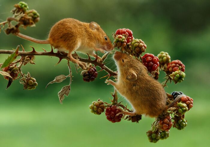40 Amazing Animal Photos That Prove Nature And Pets Never Run Out Of Surprises