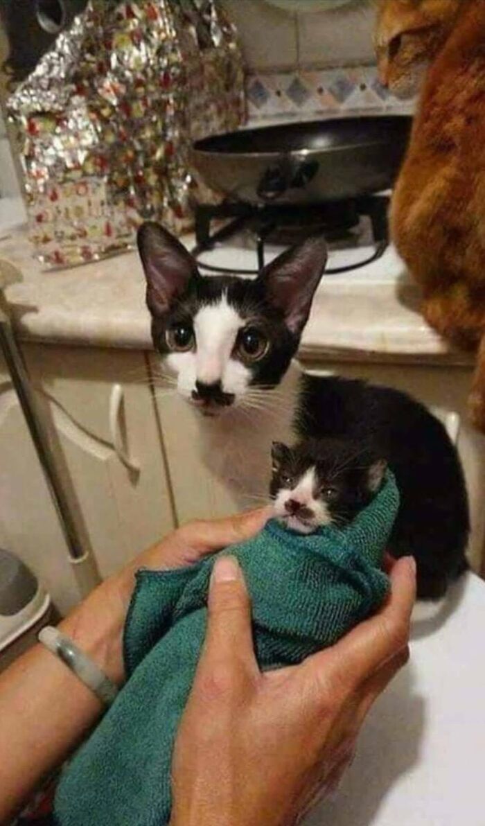 A black and white cat with a mustache-like marking stares intently while a tiny kitten is wrapped in a towel.