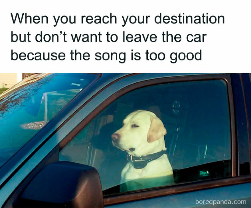 A meme of an animal, a dog, in a car, looking out the window, not wanting to leave. Funny animal memes.