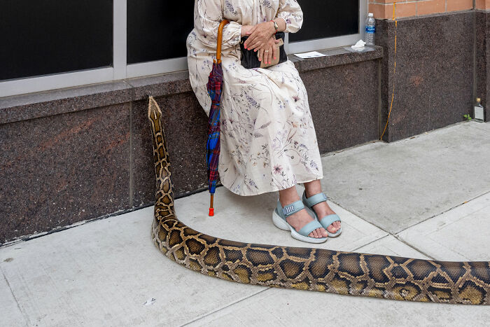 A large snake resting on a sidewalk next to a person, an intriguing street photography awards image.