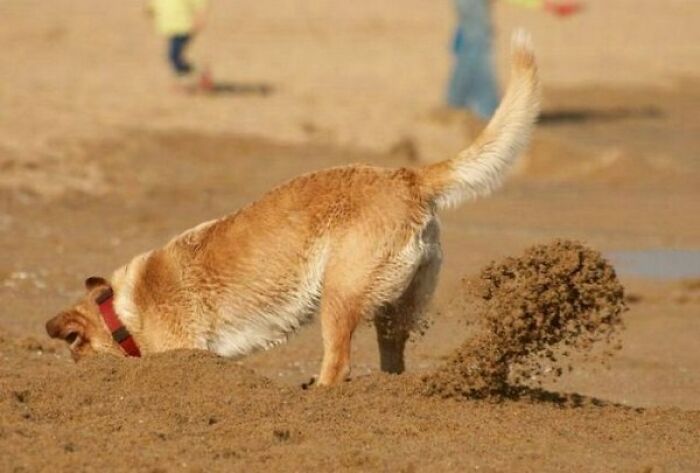 50 Perfectly Timed Animal Photos From This Online Collection That Are Almost Too Good To Be True