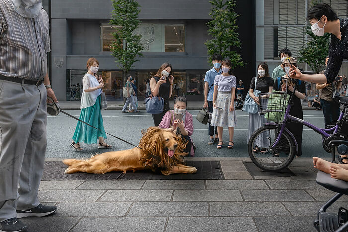 A golden retriever in a lion's mane costume on a city sidewalk, captured for street photography awards art.