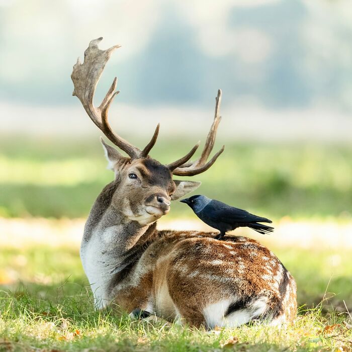 40 Amazing Animal Photos That Prove Nature And Pets Never Run Out Of Surprises