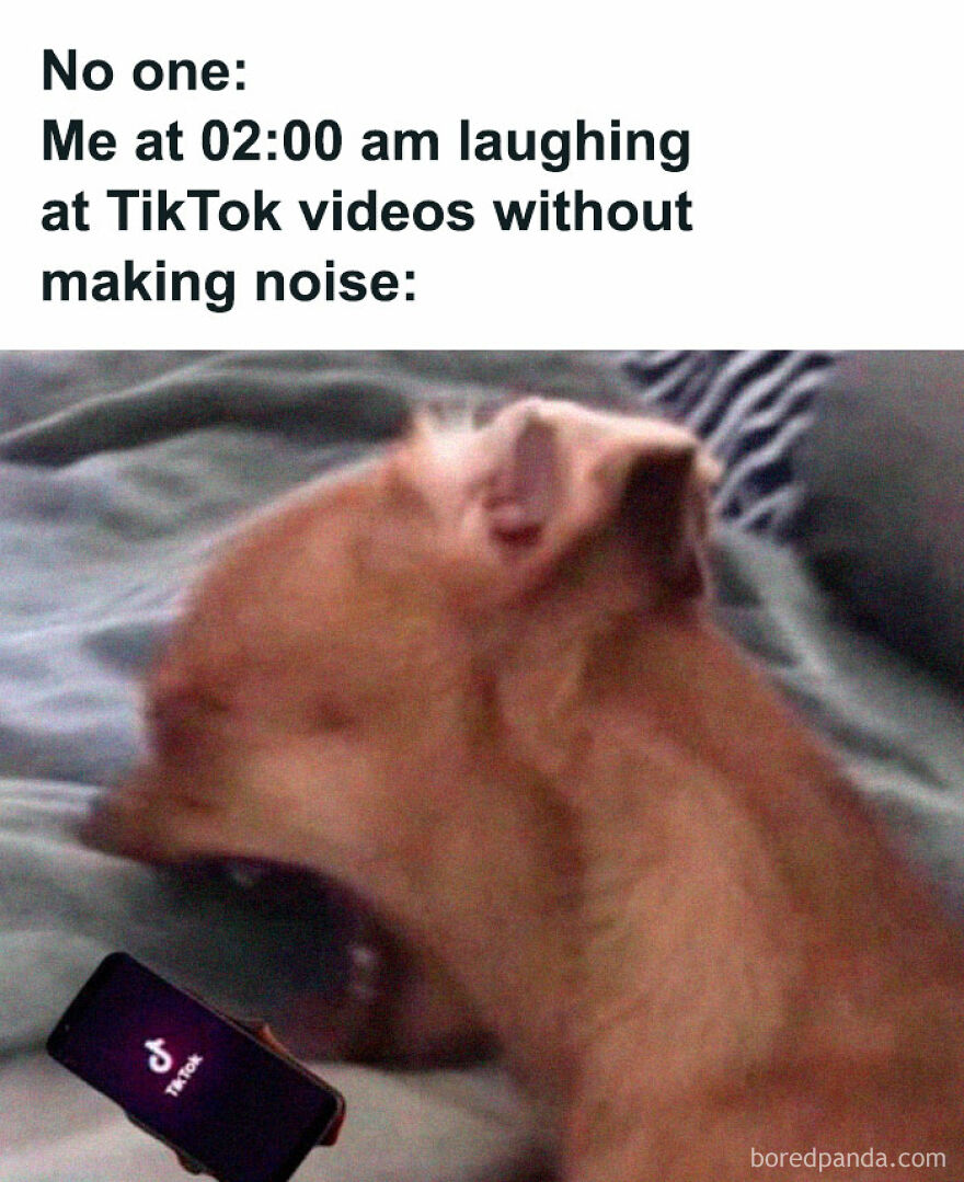 A meme of a blurry dog on a bed, with a TikTok video playing on a phone in the foreground, silently laughing. This animal meme is relatable.