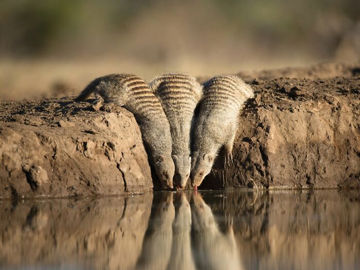 40 Amazing Animal Photos That Prove Nature And Pets Never Run Out Of Surprises