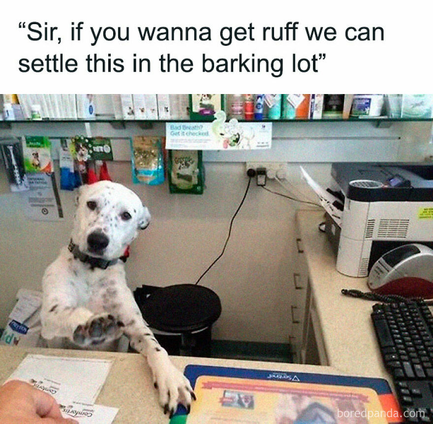 A meme with an animal (dog) at a counter, paw on desk, as if working, humorous for animal-themed content.