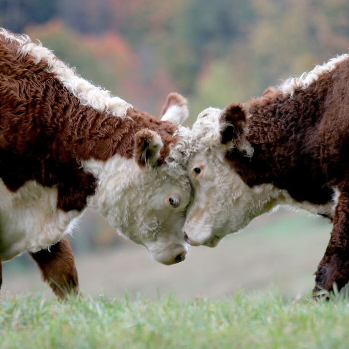 40 Amazing Animal Photos That Prove Nature And Pets Never Run Out Of Surprises