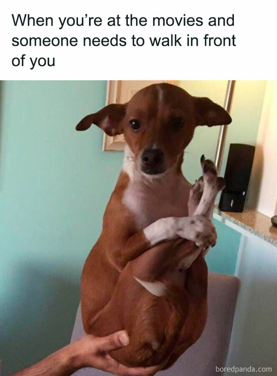 A meme with a dog looking awkwardly at the camera, covering its private parts with its paws. This animal meme is relatable.