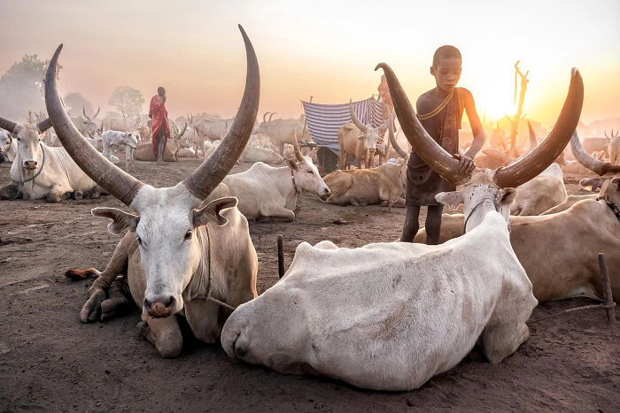 A boy tends to a long-horned cow at sunset, embodying the breathtaking beauty of the world, a European Photography Awards winner.