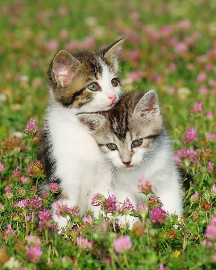 40 Amazing Animal Photos That Prove Nature And Pets Never Run Out Of Surprises