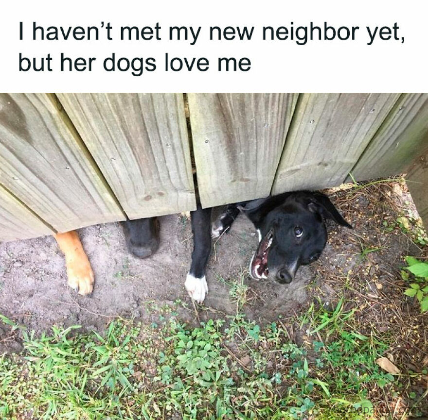 A meme showing an animal (dog) peeking playfully under a wooden fence, demonstrating friendly animal interactions.
